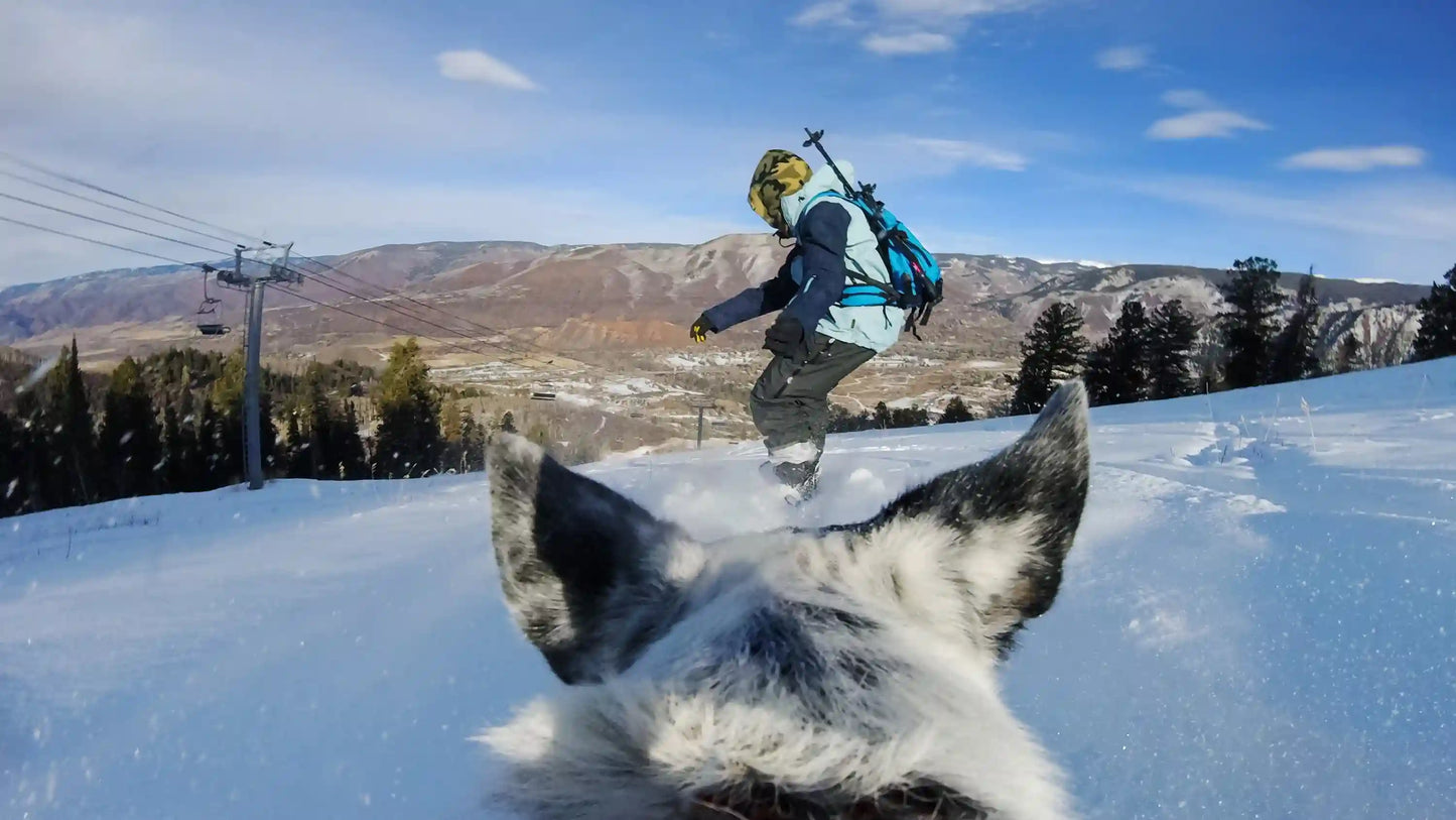 Fetch Dog Harness