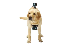 Fetch Dog Harness