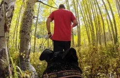 Fetch Dog Harness